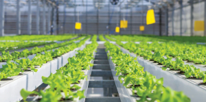 MadgeTech data logging solutions for indoor agriculture.